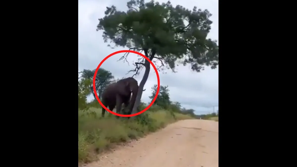  viral elephant video- India TV Hindi