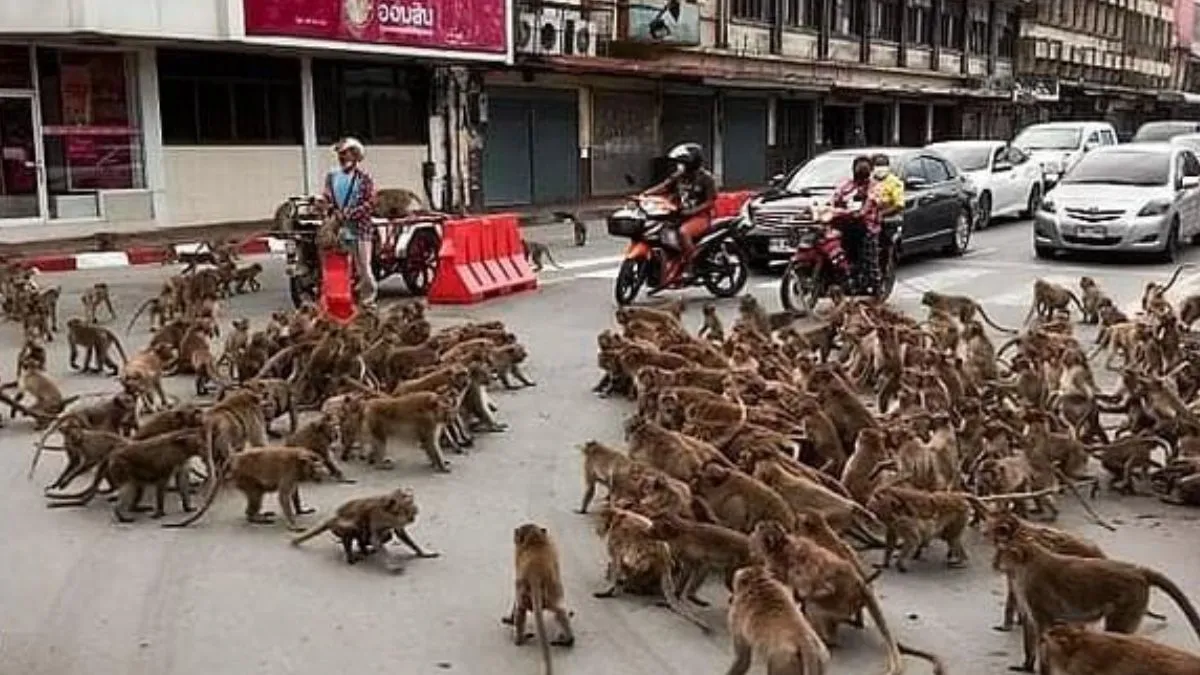 fight between monkeys on the streets of Thailand- India TV Hindi