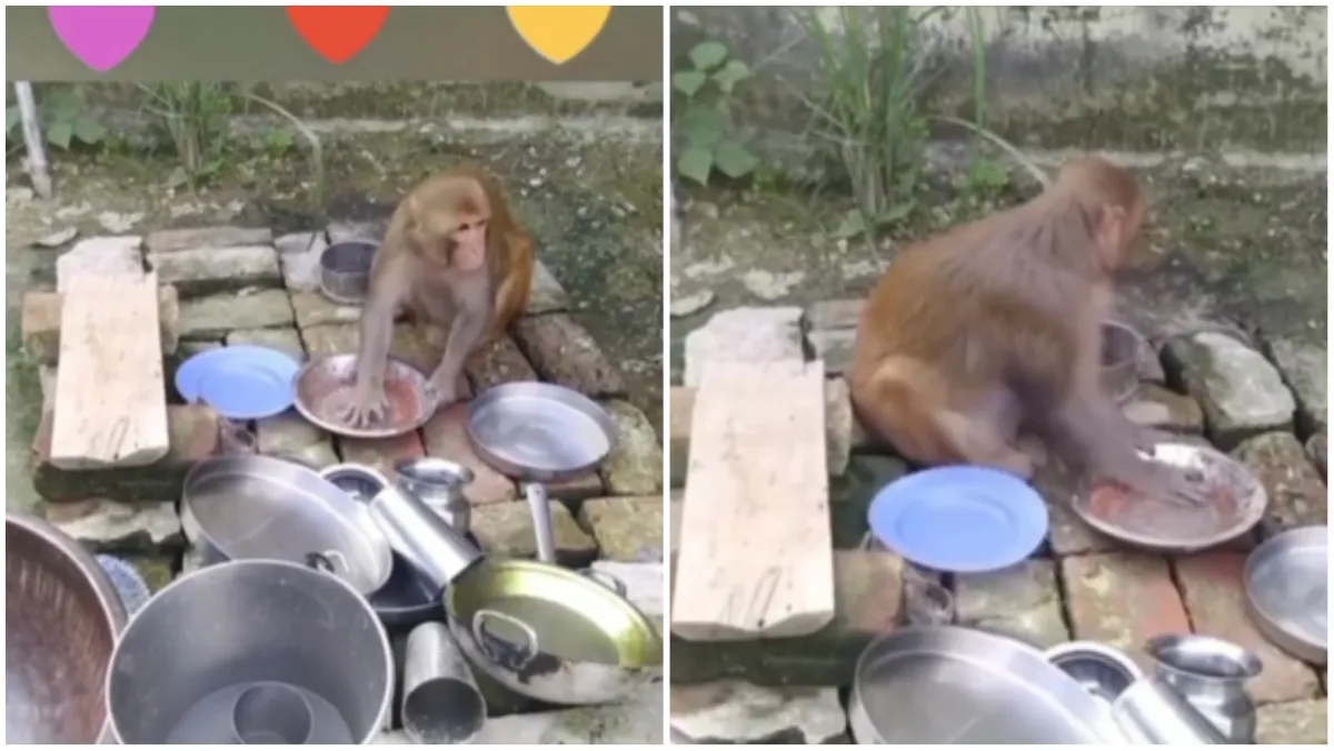 Bandar Ka Video Bandar ne dhoye bartan bandar ka video google trends viral video pf monkey washing d- India TV Hindi