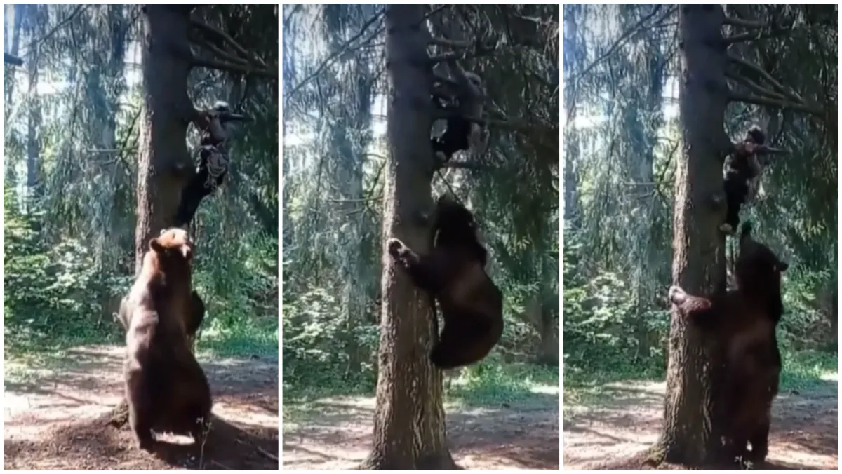 Bear Attack On Man black bear attack on man to kill see viral video- India TV Hindi