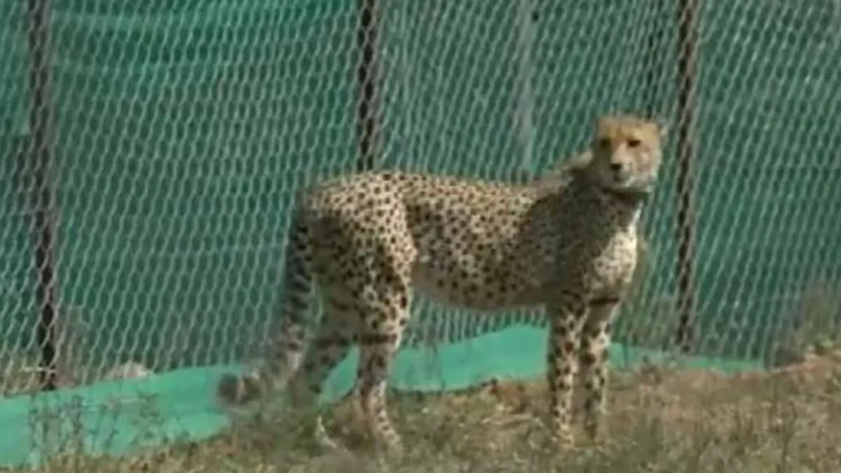 Cheetah, Kuno National Park- India TV Hindi