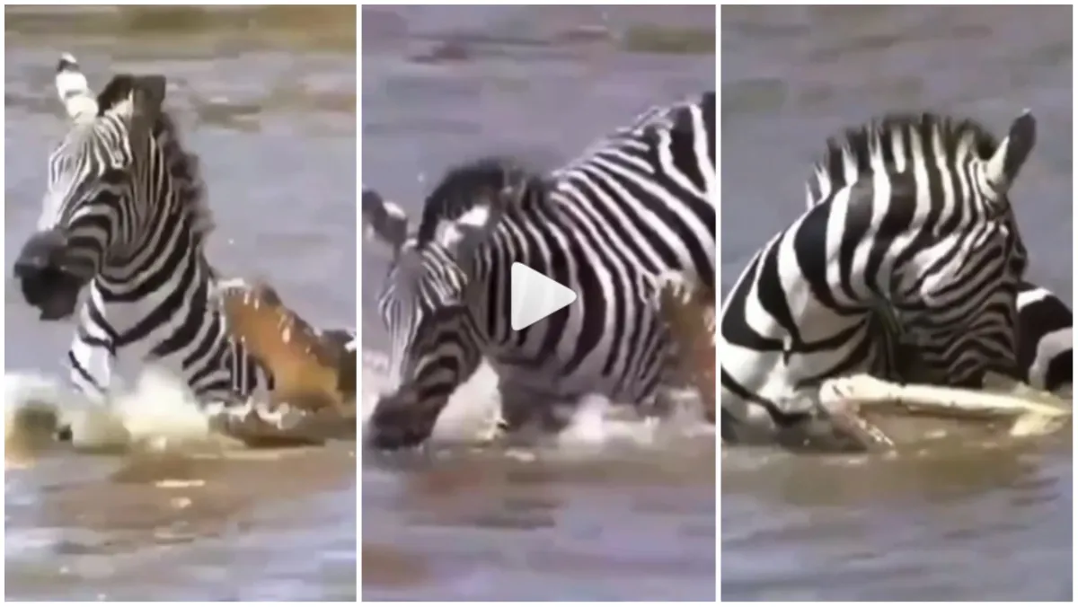 Zebra Aur Magarmach Ka Video crocodile attack on zebra wild animal dangerous attack omg viral video - India TV Hindi