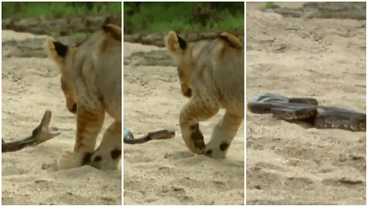 Sher Aur Sanp Ka Video  sher aur sanp ki ladai viral video of wild animal attack omg google trends m- India TV Hindi