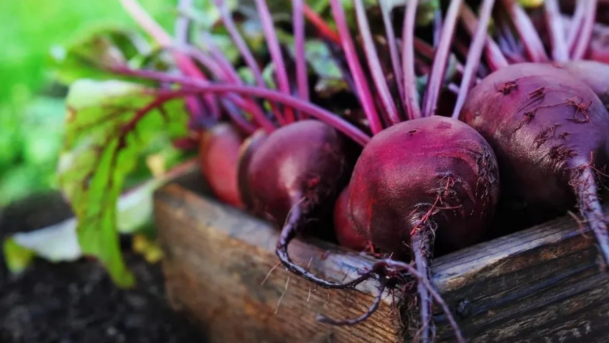 beetroot_benefits- India TV Hindi