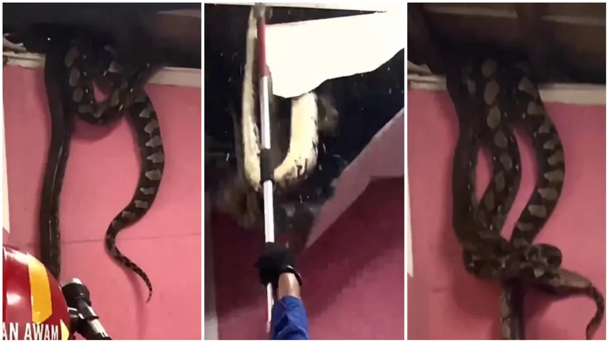 Azgar Ka Video huge python viral video google trends wild animal attack python entered in houswe and- India TV Hindi