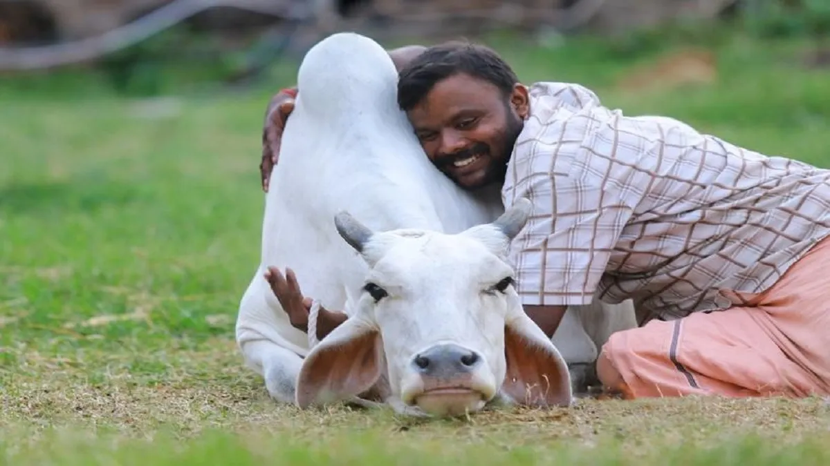 cow hug day- India TV Hindi