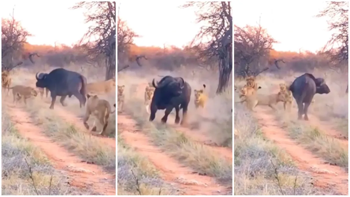 Sher Aur Bhense Ki Ladai bhains ne sher ko mara lion attack on buffalo wild animal attack google tre- India TV Hindi