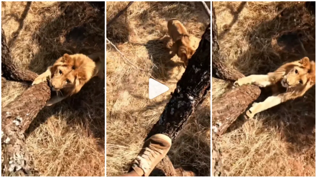 Sher Ka Video lion ka video wild animal attack on human lion attack on man gone viral google trends - India TV Hindi