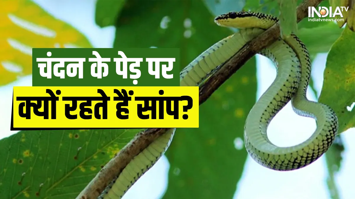 snake on sandalwood tree- India TV Hindi