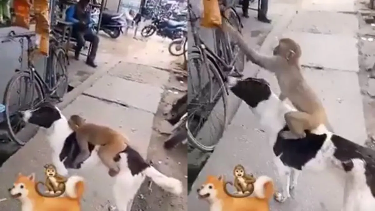 कुत्ते संग चोरी करता हुआ बंदर। - India TV Hindi