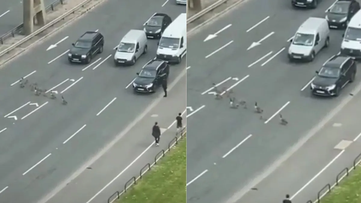 A flock of ducks is crossing the road- India TV Hindi