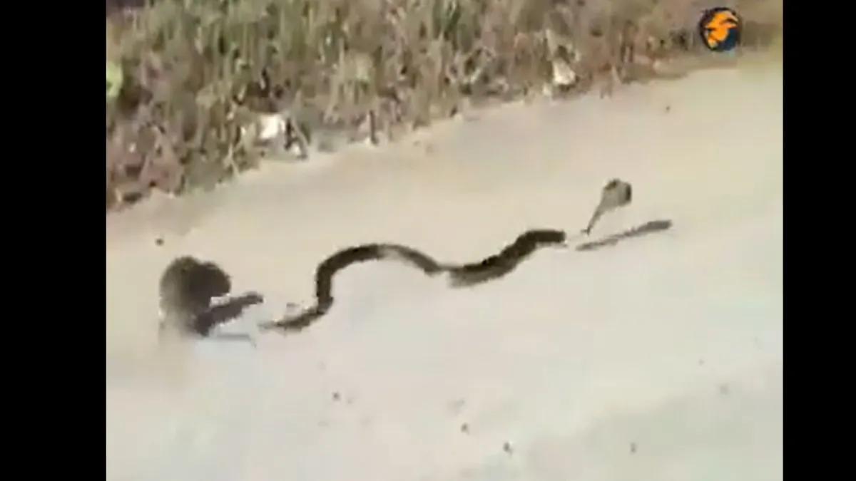 rat snake fight video- India TV Hindi