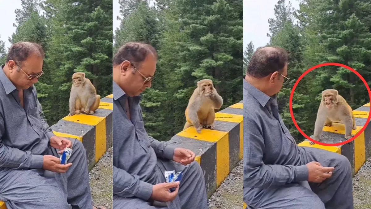 man feeds biscuits to the monkey viral video- India TV Hindi