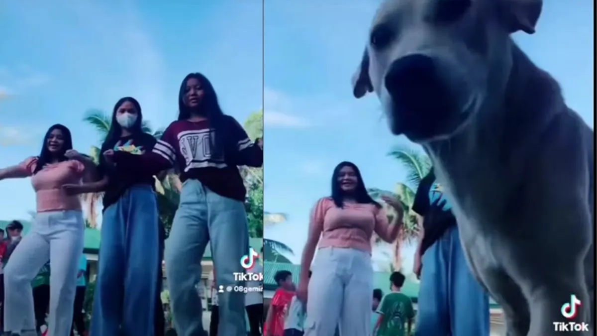 dog pees funny video- India TV Hindi