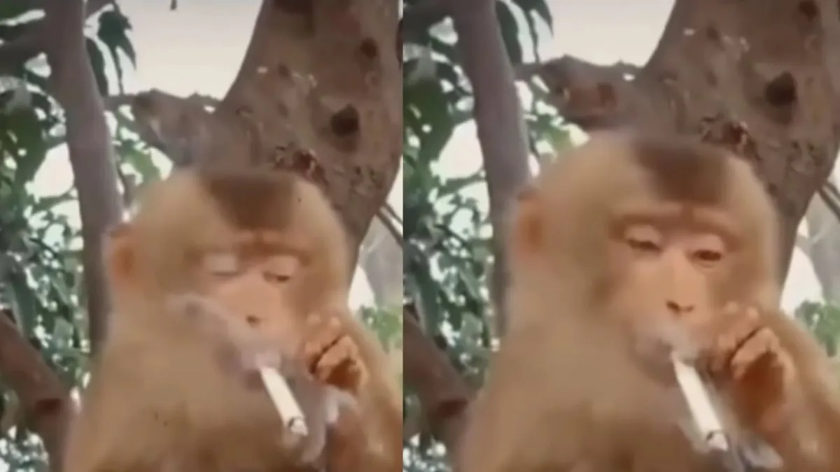 Viral video of monkey smoking cigarette- India TV Hindi