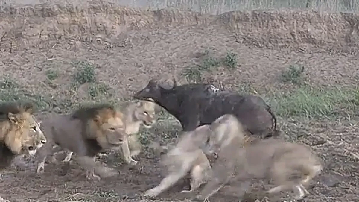 lion and buffalo fight viral- India TV Hindi