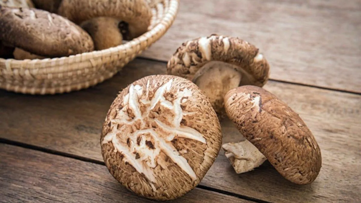 J&K to launch commercial farming of Shiitake mushroom in Sep- India TV Paisa