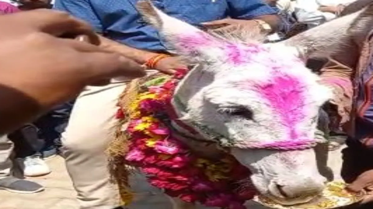 lucky donkey eaten kaju kishmaish- India TV Hindi