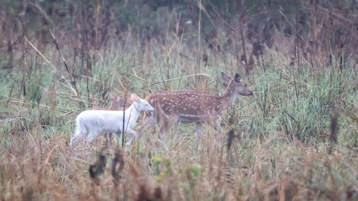 White Albino Deer- India TV Hindi