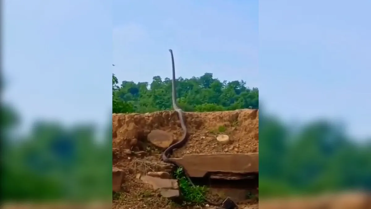 dangerous video of king cobra viral video- India TV Hindi