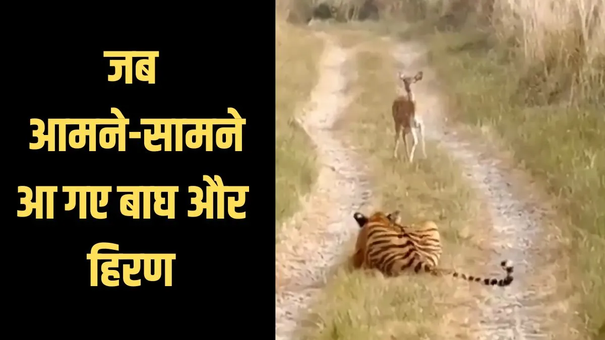 tiger and deer video- India TV Hindi