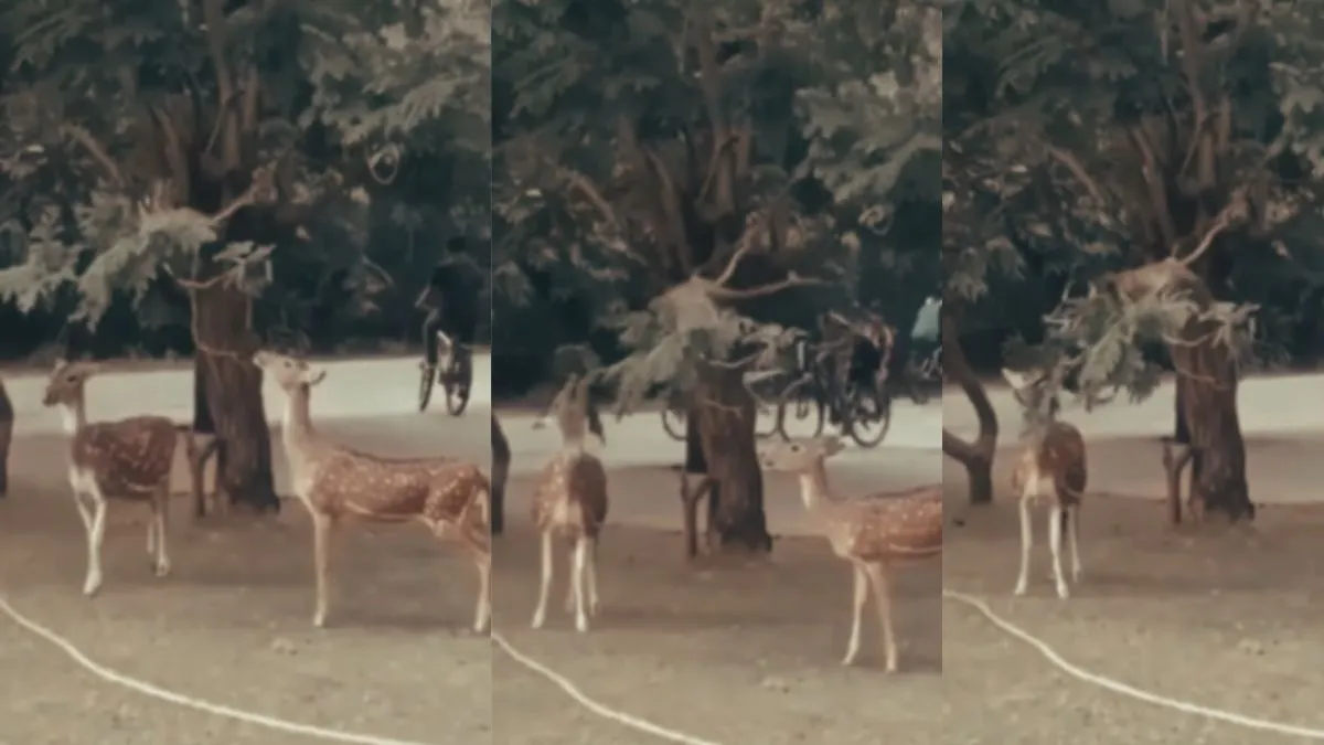 Viral video of monkey and deer- India TV Hindi