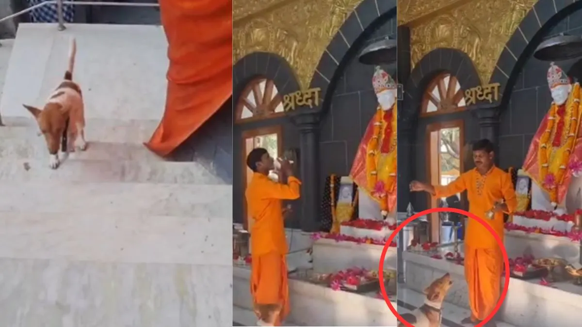 Dog absorbed in the devotion of Sai Baba- India TV Hindi