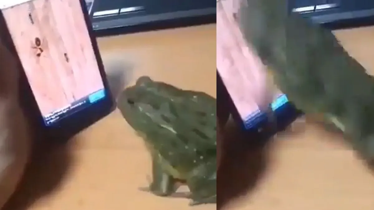 Frog playing mobile game- India TV Hindi