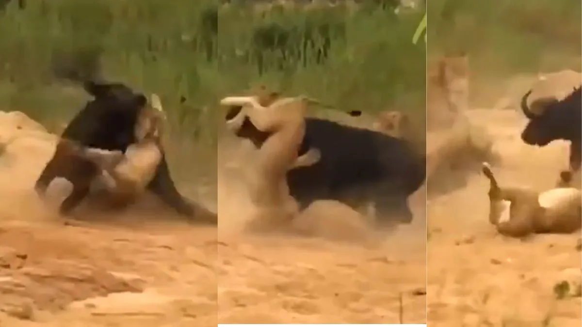 lion and buffalo fight video viral- India TV Hindi