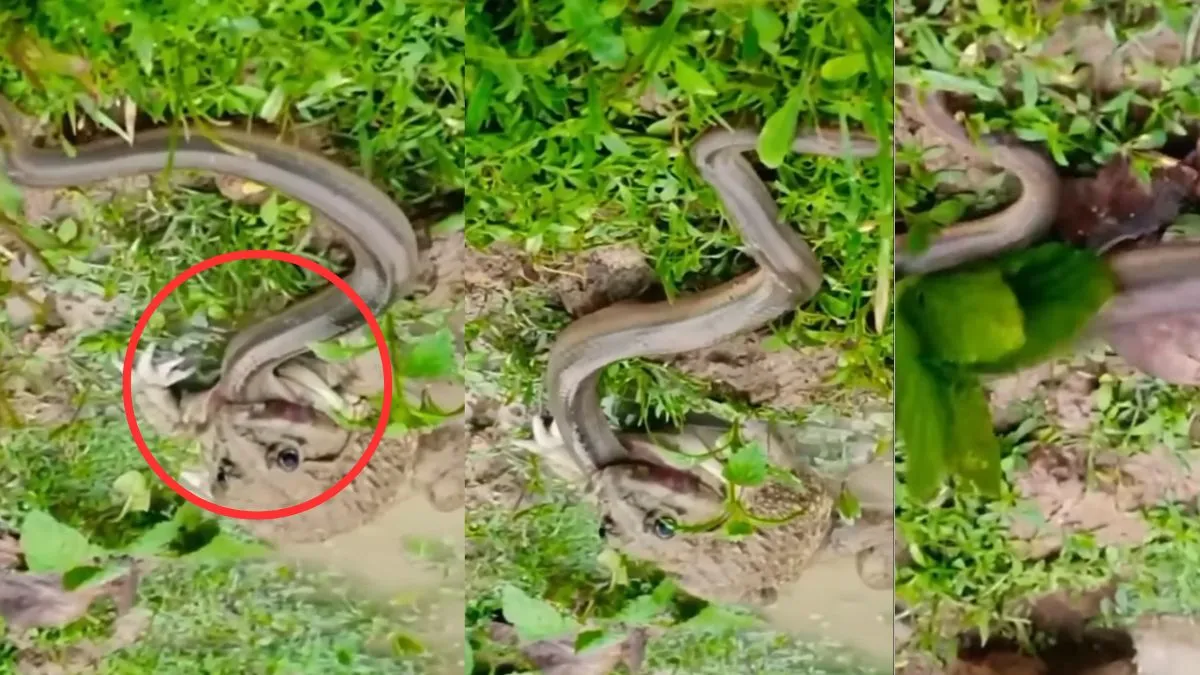 snake viral video - India TV Hindi