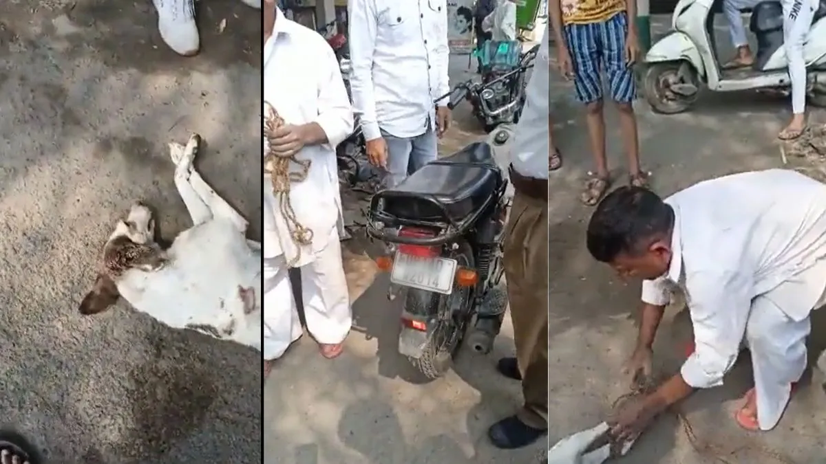 viral man attack on dog video- India TV Hindi