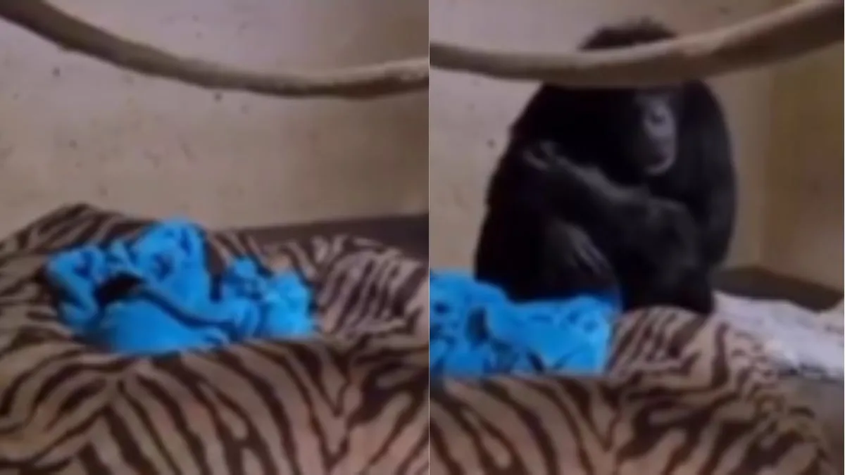 viral video of chimpanzee mother- India TV Hindi