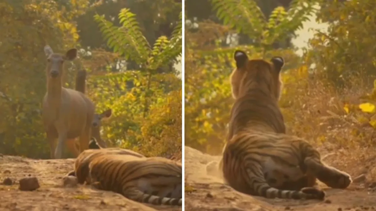 tiger and deer video- India TV Hindi