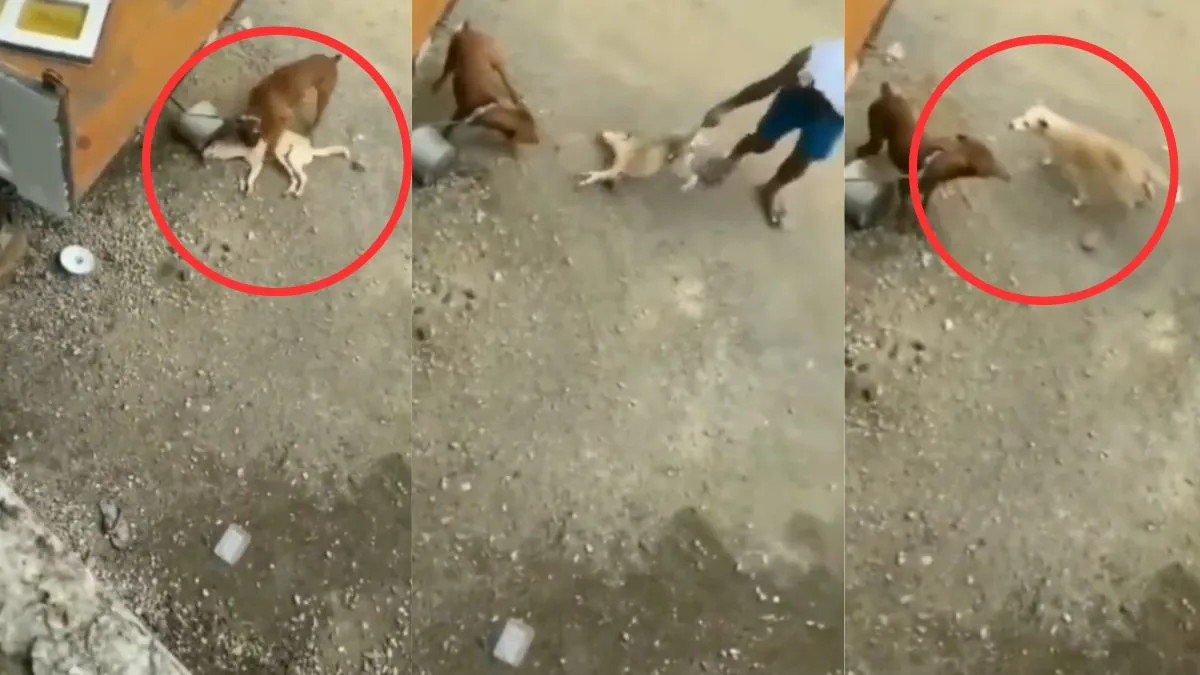 viral dog video- India TV Hindi