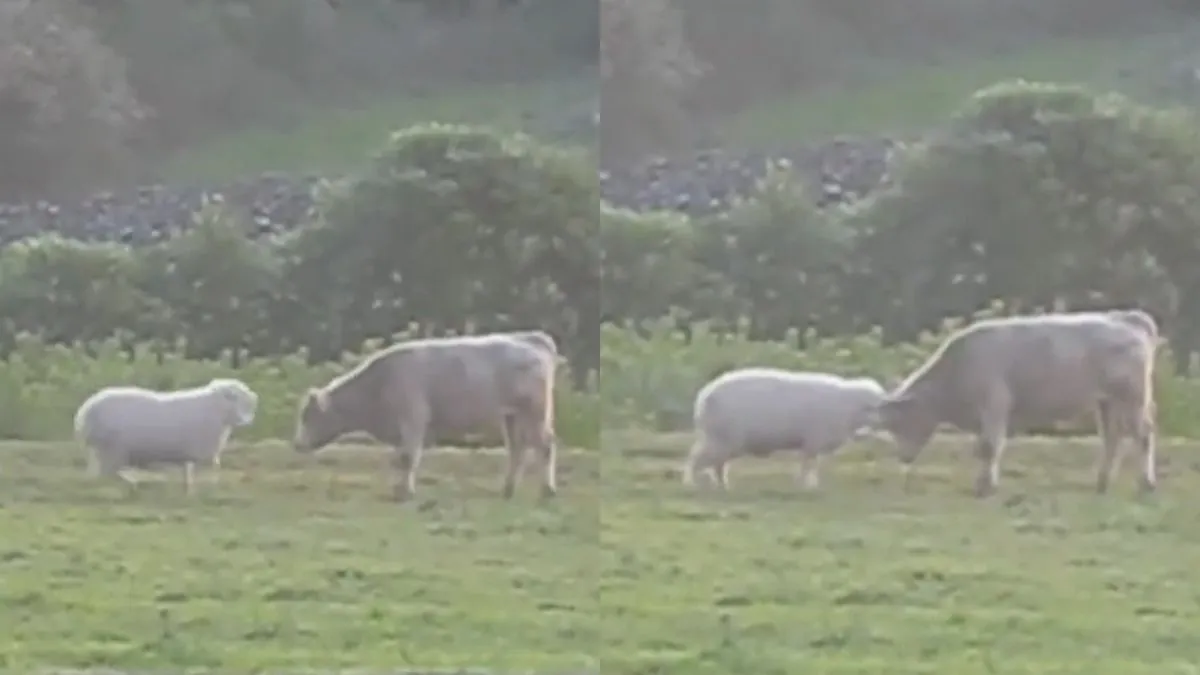 sheep and bull fight video- India TV Hindi