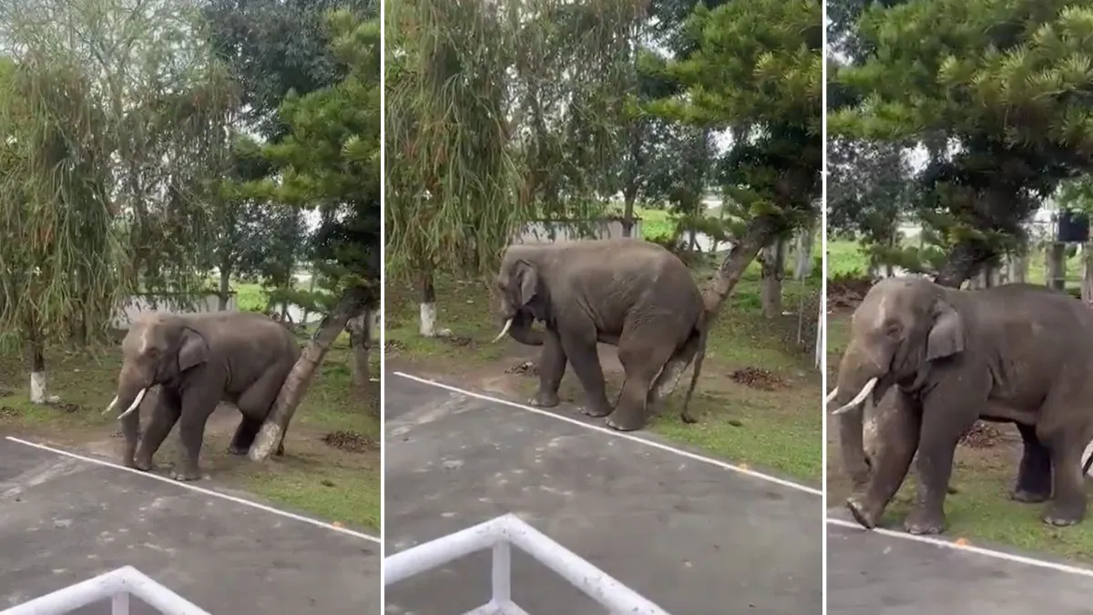 elephant troubled by itching- India TV Hindi