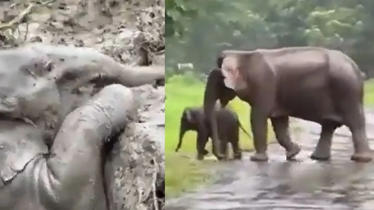 viral elephant video- India TV Hindi