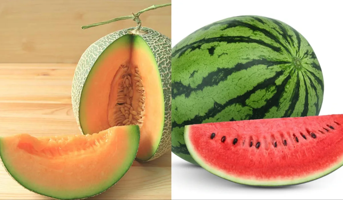 watermelon or melon- India TV Hindi