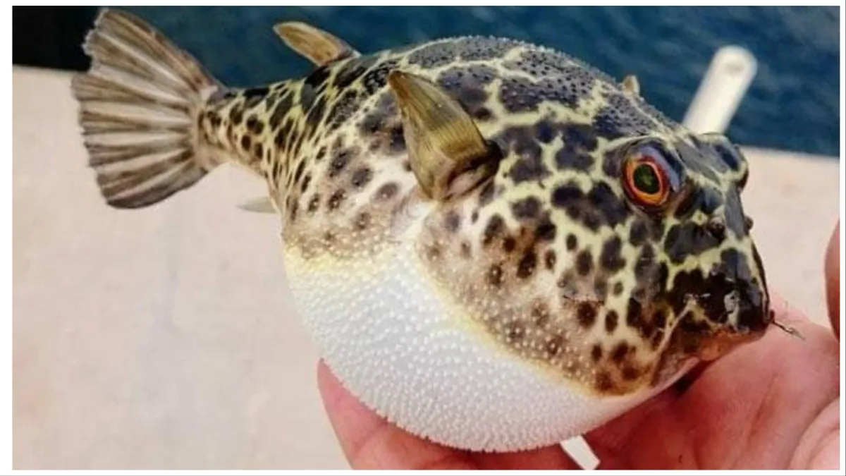 Pufferfish Poison malaysia news old couple died due to eat poisonous pufferfish - India TV Hindi