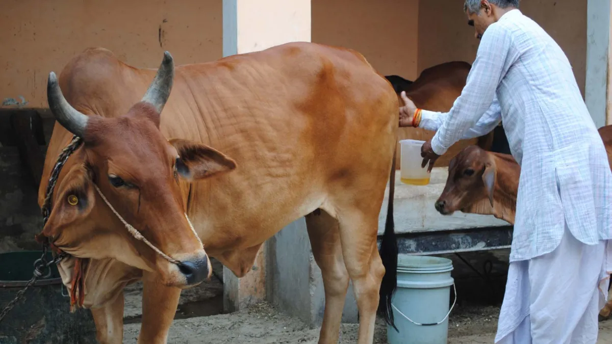 cow_urine- India TV Hindi