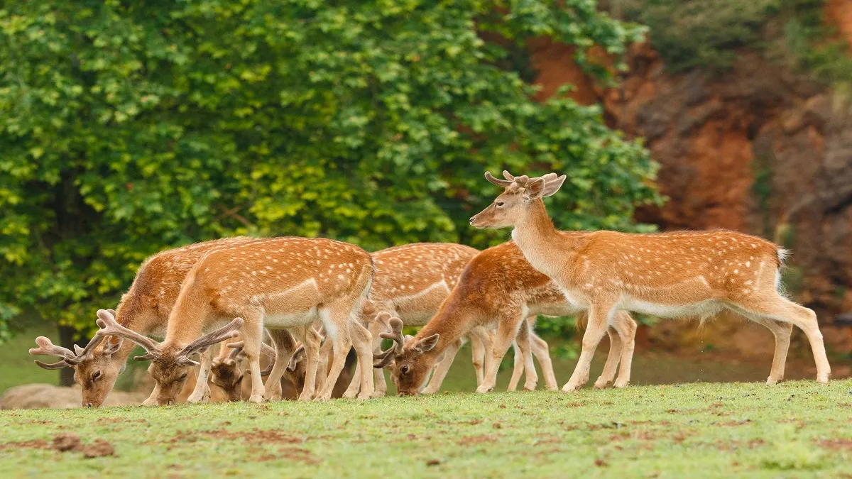 deer - India TV Hindi