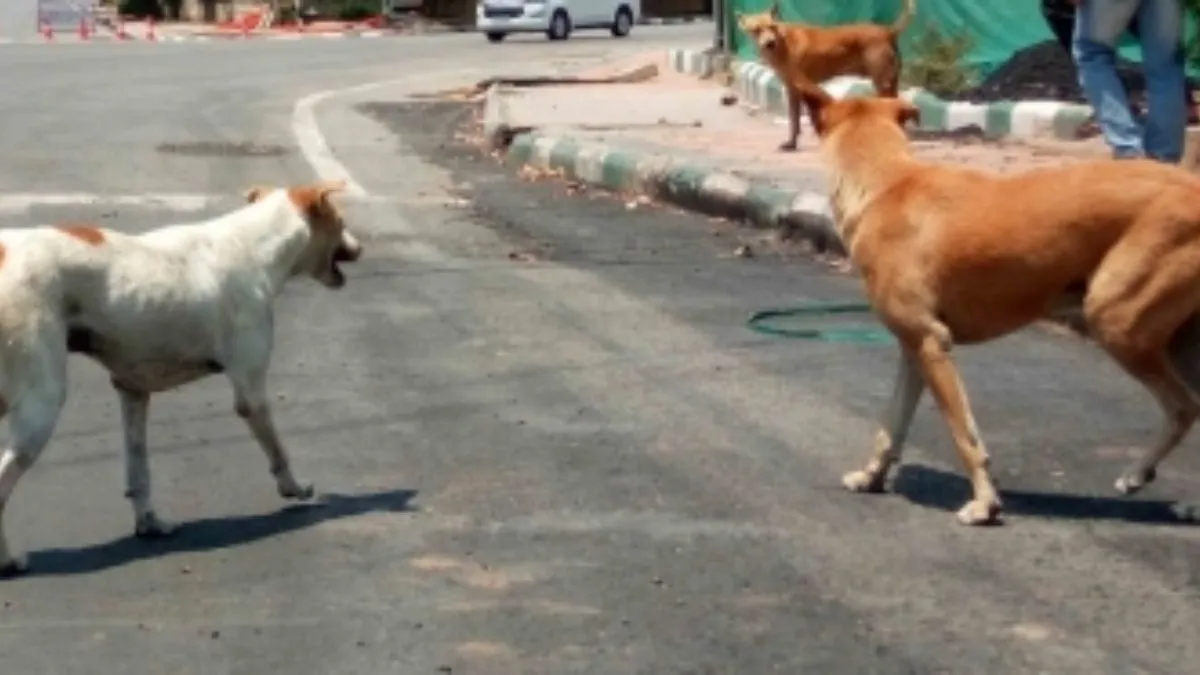 कुत्तों ने बुजुर्ग को नोच-नोच कर मार डाला।- India TV Hindi