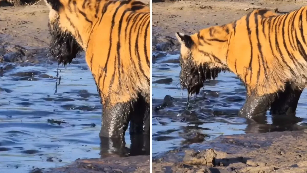 Hungry tiger hunted fish- India TV Hindi
