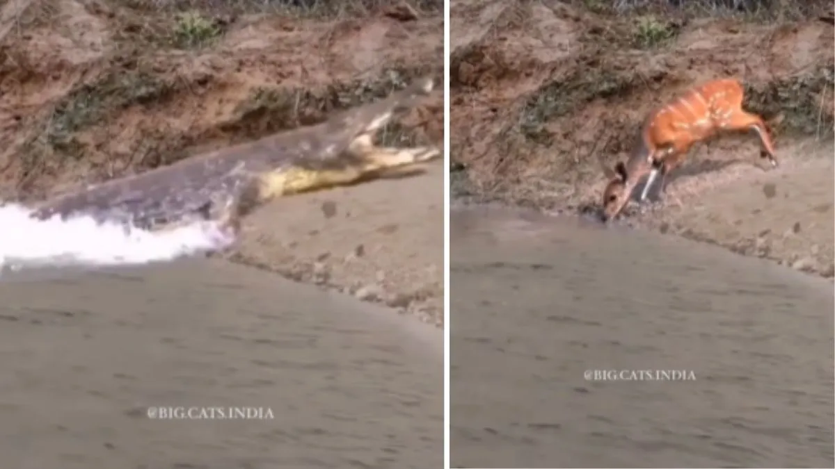 crocodile attack video- India TV Hindi