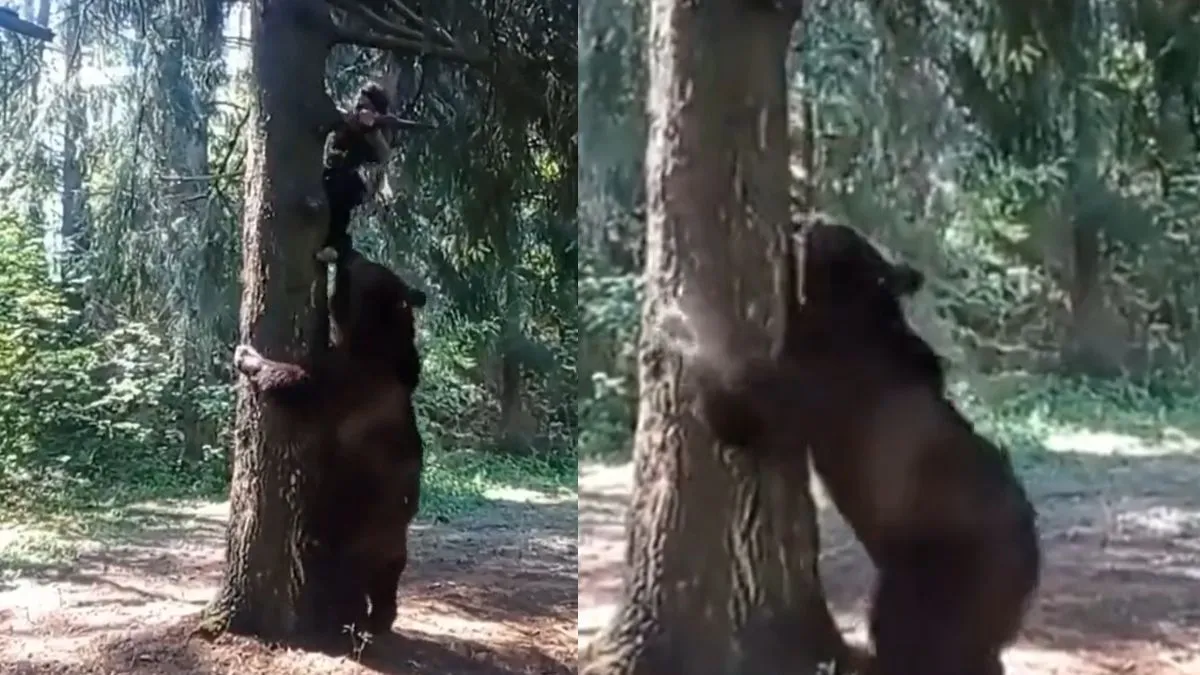 the bear chased- India TV Hindi