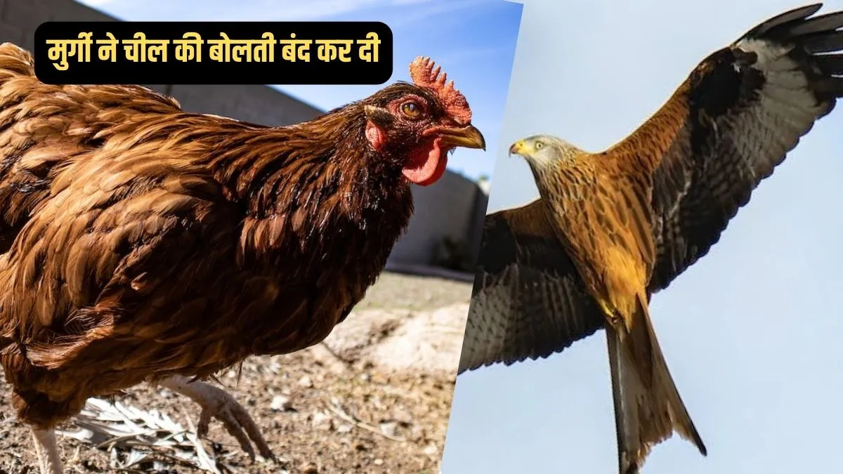fight between chicken and eagle- India TV Hindi
