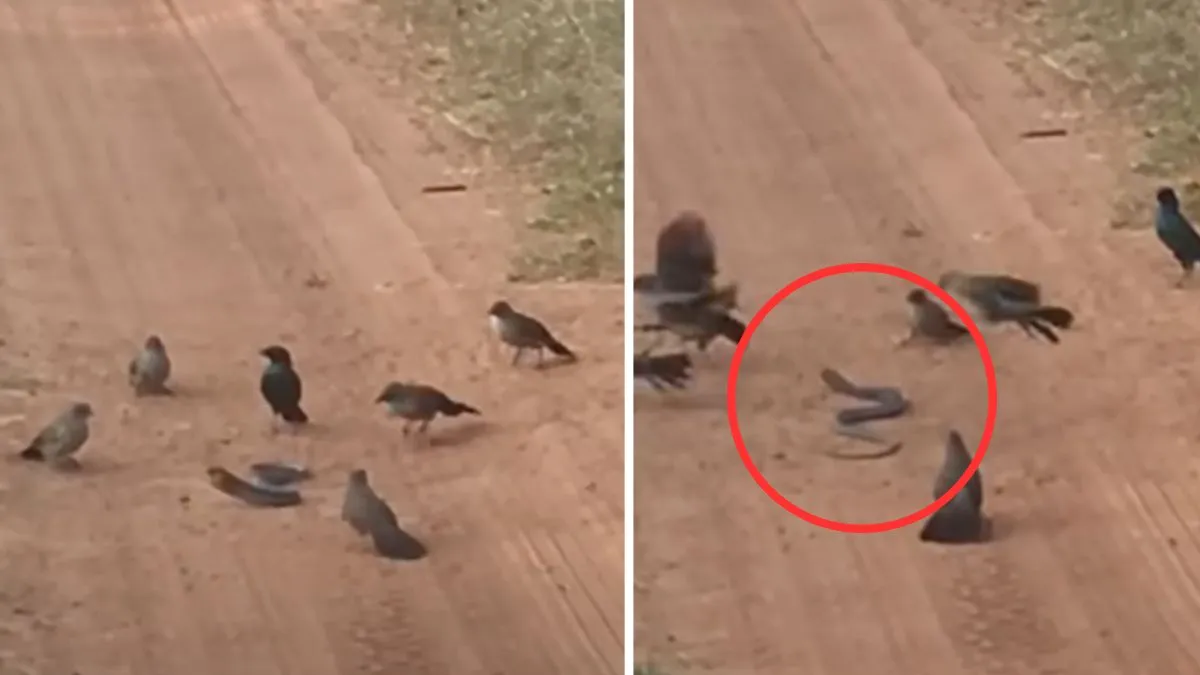 snake and crow fight- India TV Hindi