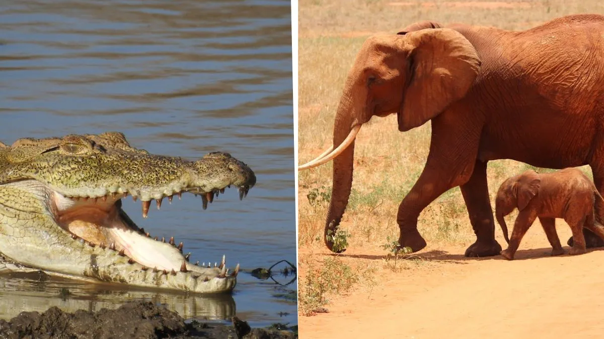 elephant and crocodile fight video- India TV Hindi