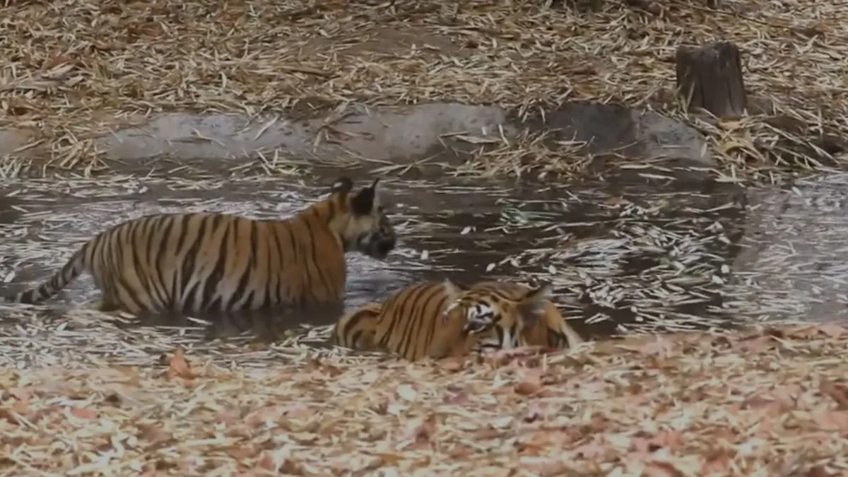 Video of tigers troubled by heat goes viral- India TV Hindi