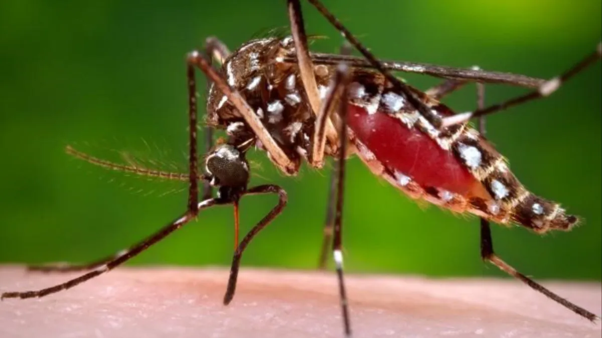 dengue_mosquito- India TV Hindi